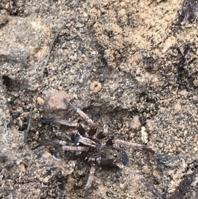 Mituliodon tarantulinus (Prowling Spider) at Yarrow, NSW - 14 Jun 2021 by Tapirlord