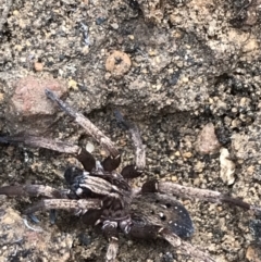 Mituliodon tarantulinus at Yarrow, NSW - 14 Jun 2021 12:19 PM