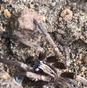 Mituliodon tarantulinus at Yarrow, NSW - 14 Jun 2021