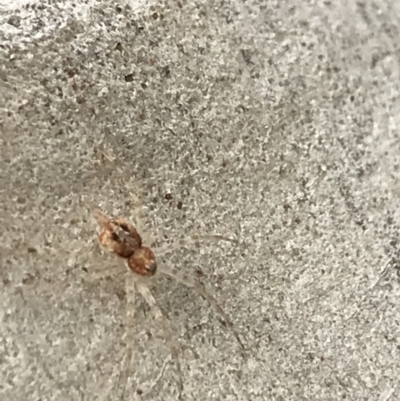 Tamopsis sp. (genus) (Two-tailed spider) at Googong Reservoir - 14 Jun 2021 by Tapirlord