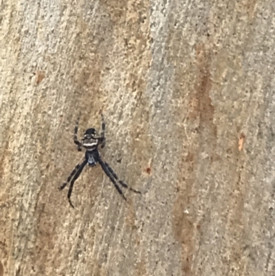 Araneinae (subfamily) (Orb weaver) at Googong Reservoir - 14 Jun 2021 by Tapirlord