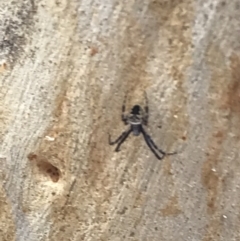 Araneinae (subfamily) at Yarrow, NSW - 14 Jun 2021