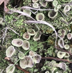 Cladonia sp. (genus) (Cup Lichen) at QPRC LGA - 14 Jun 2021 by Tapirlord