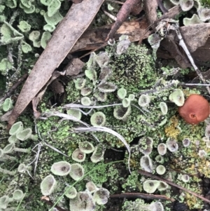 Cladonia sp. (genus) at Yarrow, NSW - 14 Jun 2021 12:54 PM