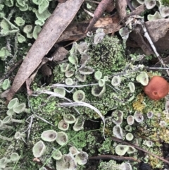 Cladonia sp. (genus) at Yarrow, NSW - 14 Jun 2021