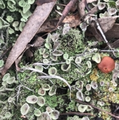 Cladonia sp. (genus) at Yarrow, NSW - 14 Jun 2021 12:54 PM