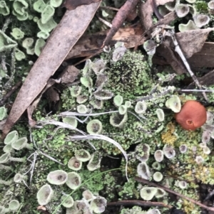 Cladonia sp. (genus) at Yarrow, NSW - 14 Jun 2021 12:54 PM