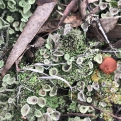 Cladonia sp. (genus) at Yarrow, NSW - 14 Jun 2021