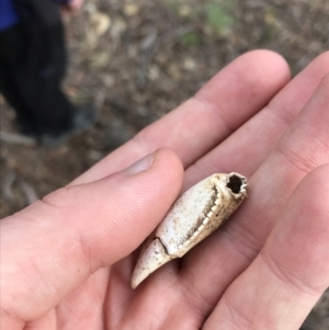 Cherax destructor at Yarrow, NSW - 14 Jun 2021