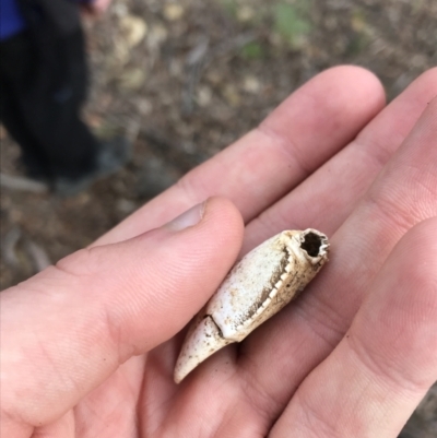 Cherax destructor (Common Yabby) at Googong Foreshore - 14 Jun 2021 by Tapirlord