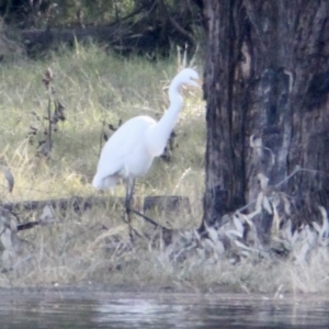 Ardea alba at Splitters Creek, NSW - 29 Jun 2021 01:22 PM