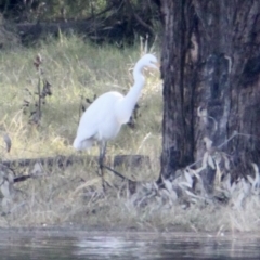 Ardea alba (Great Egret) at Wonga Wetlands - 29 Jun 2021 by PaulF
