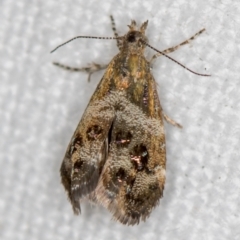 Tebenna micalis (Small Thistle Moth) at Melba, ACT - 6 Dec 2018 by Bron
