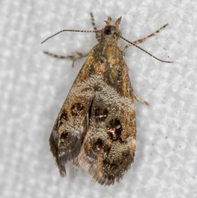 Tebenna micalis (Small Thistle Moth) at Melba, ACT - 7 Dec 2018 by Bron