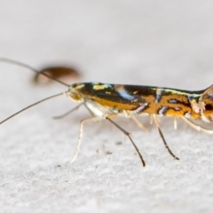 Polysoma eumetalla (Lizard Moth/ Wattle Gall Miner) at Melba, ACT - 7 Dec 2018 by Bron