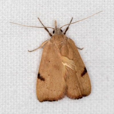 Tortricopsis uncinella (Wingia group) at Melba, ACT - 7 Dec 2018 by Bron