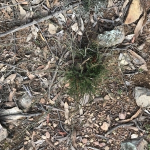 Dillwynia sericea at Yarrow, NSW - 14 Jun 2021 01:14 PM