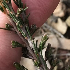 Dillwynia sericea at Yarrow, NSW - 14 Jun 2021 01:14 PM