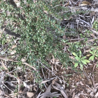 Bursaria spinosa (Native Blackthorn, Sweet Bursaria) at QPRC LGA - 14 Jun 2021 by Tapirlord