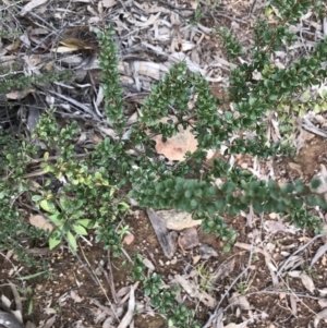 Bursaria spinosa at Yarrow, NSW - 14 Jun 2021