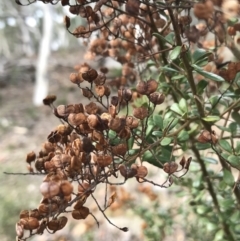 Bursaria spinosa at Yarrow, NSW - 14 Jun 2021