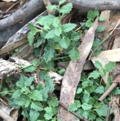 Veronica calycina (Hairy Speedwell) at Googong Reservoir - 14 Jun 2021 by Tapirlord