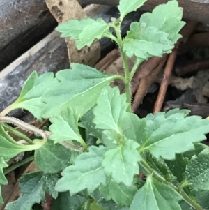 Veronica plebeia at Burra, NSW - 14 Jun 2021