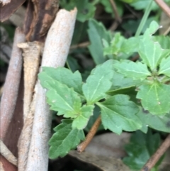 Veronica calycina at Burra, NSW - 14 Jun 2021