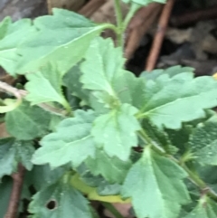 Veronica plebeia at Burra, NSW - 14 Jun 2021