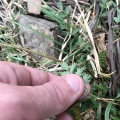 Acaena echinata (Sheeps Burr) at Googong Foreshore - 14 Jun 2021 by Tapirlord