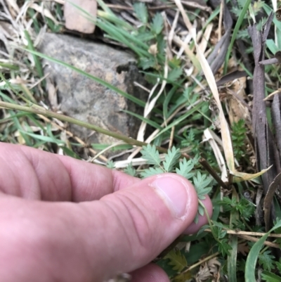 Acaena echinata (Sheeps Burr) at Burra, NSW - 14 Jun 2021 by Tapirlord