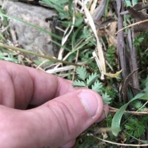 Acaena echinata at Burra, NSW - 14 Jun 2021