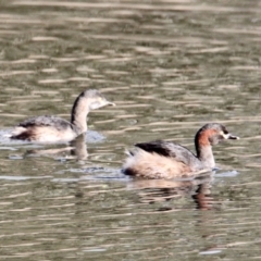 Tachybaptus novaehollandiae (Australasian Grebe) at Albury - 29 Jun 2021 by PaulF