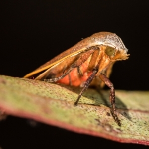 Ptyoptila matutinella at Melba, ACT - 4 Dec 2018 12:55 AM