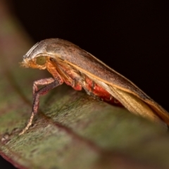 Ptyoptila matutinella at Melba, ACT - 4 Dec 2018