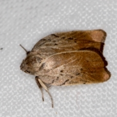 Tortricopsis pyroptis (A Concealer moth (Wingia Group)) at Melba, ACT - 4 Dec 2018 by Bron