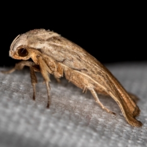 Tortricopsis pyroptis at Melba, ACT - 4 Dec 2018 11:06 AM