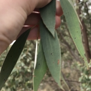 Eucalyptus stellulata at Burra, NSW - 14 Jun 2021