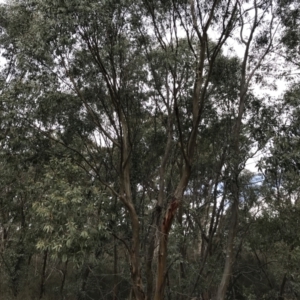 Eucalyptus stellulata at Burra, NSW - 14 Jun 2021