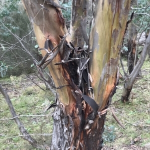 Eucalyptus stellulata at Burra, NSW - 14 Jun 2021 01:50 PM