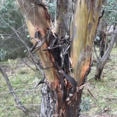 Eucalyptus stellulata at Burra, NSW - 14 Jun 2021