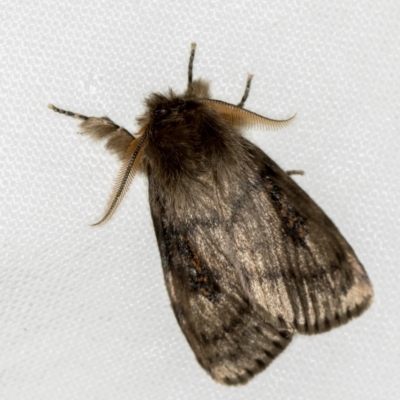 Leptocneria reducta (White Cedar Moth) at Melba, ACT - 2 Dec 2018 by Bron