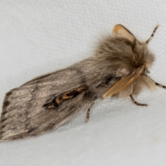 Leptocneria reducta at Melba, ACT - 2 Dec 2018