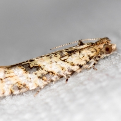 Clarana clarana (A Tortricid moth) at Melba, ACT - 1 Dec 2018 by Bron