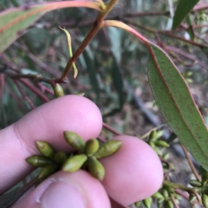 Eucalyptus bridgesiana at Burra, NSW - 14 Jun 2021