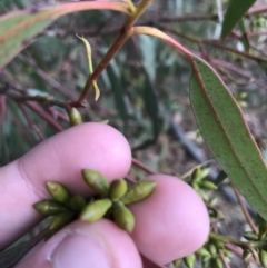 Eucalyptus bridgesiana (Apple Box) at Burra, NSW - 14 Jun 2021 by Tapirlord