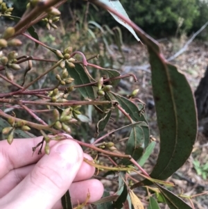 Eucalyptus bridgesiana at Burra, NSW - 14 Jun 2021