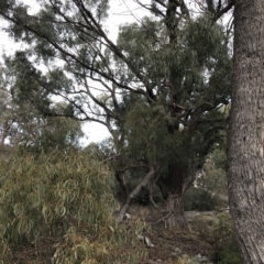 Eucalyptus bridgesiana at Burra, NSW - 14 Jun 2021 01:56 PM