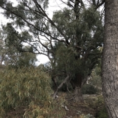 Eucalyptus bridgesiana at Burra, NSW - 14 Jun 2021