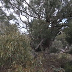 Eucalyptus bridgesiana at Burra, NSW - 14 Jun 2021